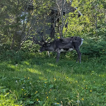 On Futrikelv Διαμέρισμα *